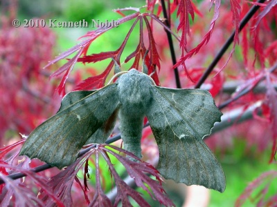 poplar hawk-moth (Laothoe populi) Kenneth Noble